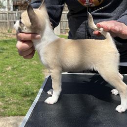 Chihuahua Puppies from Bravo Chihuahuas