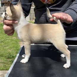 Chihuahua Puppies from Bravo Chihuahuas