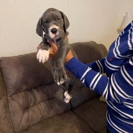 Great Dane and Yorkshire Terrier Puppies from Chuck City Danes