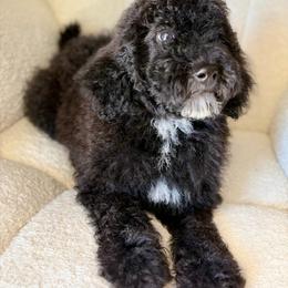 Zeus - Black male Goldendoodle puppy in Twin Falls, Idaho from Burrow & Bone