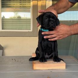 Teal - Black female Cane Corso puppy in Homeland, California from Dal Deserto Cane Corso