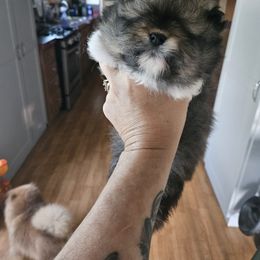 Pomeranian Puppies from Tracy's Pomeranians