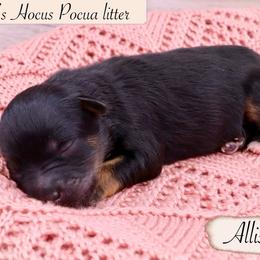 Girl 1 - Black and silver female Miniature Schnauzer puppy in Utica, Ohio from Crystal Rose Canines