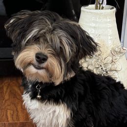 Yorkshire Terriers from Precious Puppies