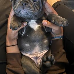 French Bulldog Puppies from Camarra King