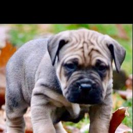 Cane Corso Puppies from Samantha Jackson