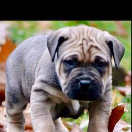 Cane Corso Puppies from Samantha Jackson