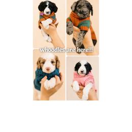 Rexie - Brown male Whoodle puppy in Knoxville, Tennessee from Fleury Farm Doodles TN