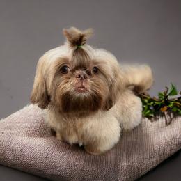 Chamoy - Shih Tzu
