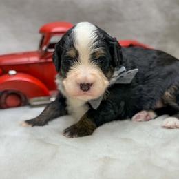 Aspen - Tri-color male Bernedoodle puppy in Williamson, New York from Lakeside Doodles