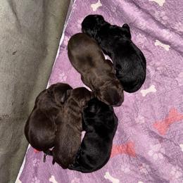 Black Collar Male - Chocolate male Labrador Retriever puppy in Kissimmee, Florida from SunState Labs