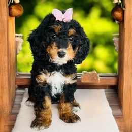 Guava - Tri-color female Bernedoodle puppy in Beecher, Illinois from Erica’s Doodles