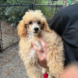 Corbin - Parti male Poodle puppy in Florence County, South Carolina from Modern Family Standards