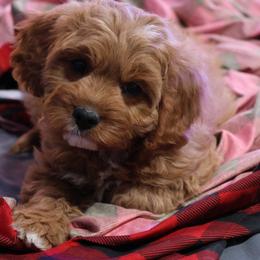 Bernedoodle and Cavapoo Puppies from Lawler’s Legacy Litters