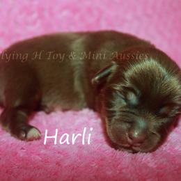 Harli - Red tri-color female Miniature American Shepherd puppy in Godley, Texas from Flying H Toy and Mini Aussies