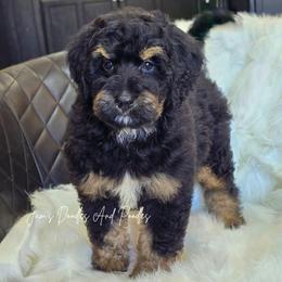 West - Tri-color male Bernedoodle puppy in Cleveland, Georgia from Jam's Doodles And Poodles