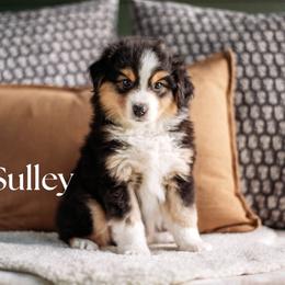 SULLY - Black tri male Miniature American Shepherd puppy in Puyallup, Washington from FERGI’S GEMINI MAS