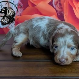 Twix - Dapple male Dachshund puppy in Fultonville, New York from Sandy Aussies & Pomeranians