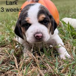 AKC Lark - Black tan and white female Beagle puppy in Rogersville, Missouri from Hales Little Beagle Haven