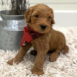 Kovu - Red Collar - Apricot male Goldendoodle puppy in Arlington, Washington from Anderson Goldendoodles