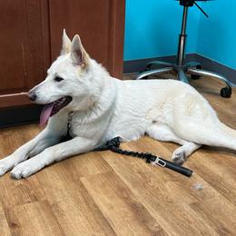Alfredo - German Shepherd