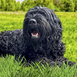 Nikita - Black Russian Terrier