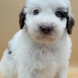Rain - male Australian Mountain Doodle puppy in Claremont, North Carolina from Magnolia Grove Farms