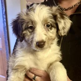 Maple - Red merle female Australian Shepherd puppy in Columbia Falls, Montana from Firefly Horse Co Wellness Retreat Center