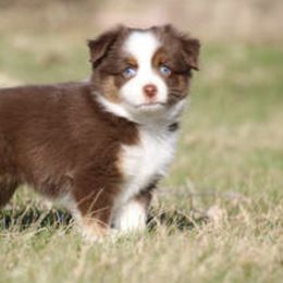 Toy Australian Shepherd Puppies from 4C Toy Aussies