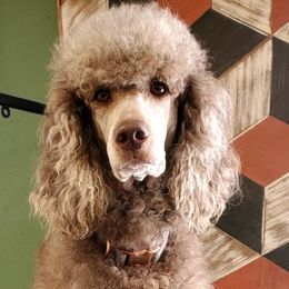 Hazel - Poodle