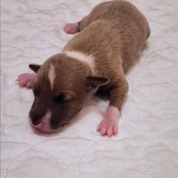 Bubby - Tuncap's Audit Angel - Blue fawn female Italian Greyhound puppy in Porter, Texas from Tuncap's Italian Greyhounds