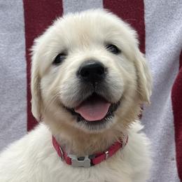 Girl 2 - Golden Retriever puppy in South Carolina from Carolina Point Retrievers