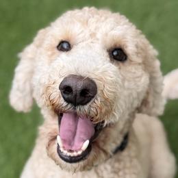 Goldendoodles from Freshly Minted Goldendoodles
