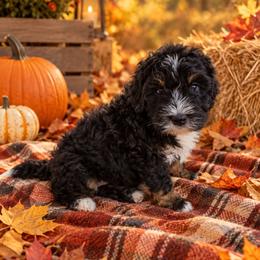 Acorn - Tri-color male Bernedoodle puppy in Lakeside, California from True Joy Bernedoodles and French bulldogs