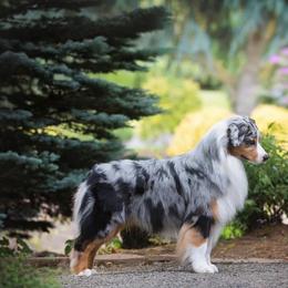 Moose - Australian Shepherd