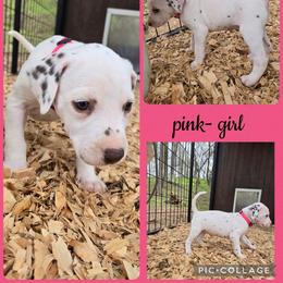 Pink - White and liver brown female Dalmatian puppy in Pulaski, Tennessee from River Valley Forge Dalmatians
