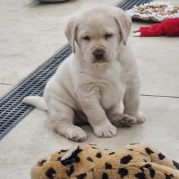 Labrador Retriever Puppies from Pure Gem Kennel