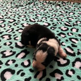 Twizzler - Blue female Australian Cattle Dog puppy in Lancaster, Minnesota from Weleski Chocolate Heelers