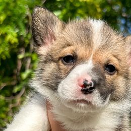 Girl 1 - Pembroke Welsh Corgi puppy in Springville, California from Campbell Creek Corgis