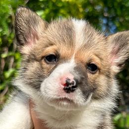 Girl 1 - Pembroke Welsh Corgi puppy in Springville, California from Campbell Creek Corgis