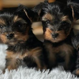 French Bulldogs and Yorkshire Terriers from Puppy Love AZ LLC