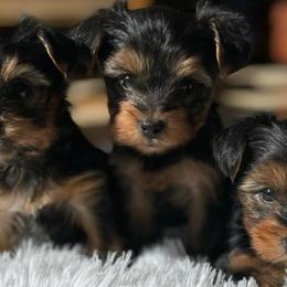 French Bulldogs and Yorkshire Terriers from Puppy Love AZ LLC