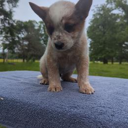 Sirloin - Red speckled male Australian Cattle Dog puppy in Tulsa, Oklahoma from Red Desert Australian Cattle Dogs