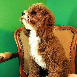 Girlfriend - Cavapoo