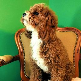 Girlfriend - Cavapoo