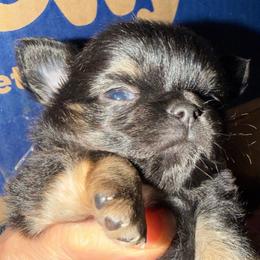 Gretel - Black and tan female Chihuahua puppy in Amelia, Virginia from Pannell’s Precious Pups