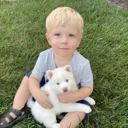 Pomsky Puppies from Goodness Gracious Pomskies