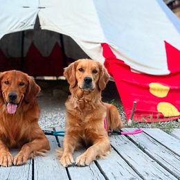 Golden Retrievers from Summit Canine Breeding