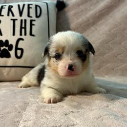 Bo - Blue merle and white male American Corgi puppy in Decatur, Texas from Bar S Corgis
