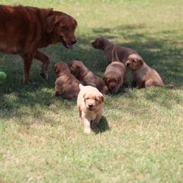 Green - Dark golden male Golden Retriever puppy in Franklin, Texas from Fourhead Kennels